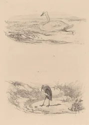 Zwaan, reiger