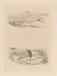 Zwaan, reiger
