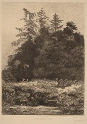 Damherten in een park