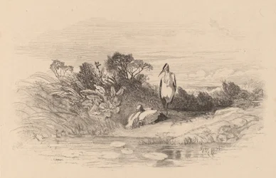 Reigers