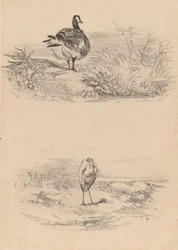 Gans, Reiger