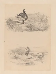 Gans, Reiger