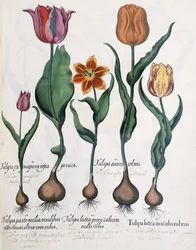 Soorten tulpen, 1613