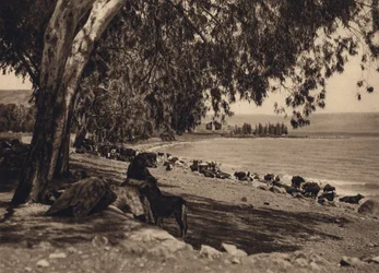 Meer Gennezar, Plaats waar de Vijfduizend werden gevoed