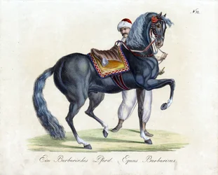 Een barbaars paard (print)