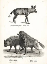 Afrikaanse wilde hond, gevlekte hyena en gestreepte hyena. Lithografie door Karl Joseph Brodtmann uit Heinrich Rudolf Schinz