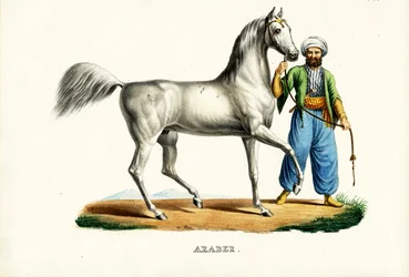 Arabisch Paard, 1824
