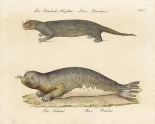 Braziliaanse rivierotter en gewone zeehond (print)