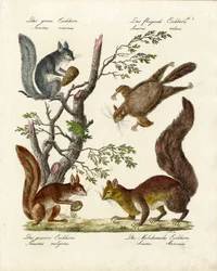 Verschillende soorten eekhoorns (print)