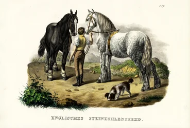 Engels mijnpaard, 1824