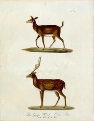 Vrouwelijk en mannelijk Ganghert (print)