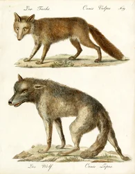 Vos en wolf (print)