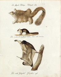 Zwevende zoogdieren (afdrukken)