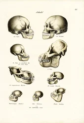 Menselijke schedels, 1824
