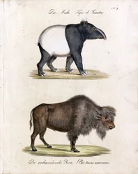 Maleise tapir en Amerikaanse bizon (print)