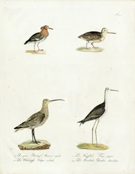 Inheemse moeras- en oevervogels (print)