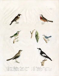 Lokale zangvogels (print)