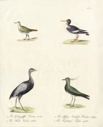 Inheemse waad- en loopvogels (print)