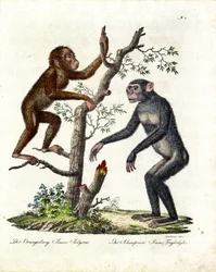 Orang-oetan en chimpansee (print)