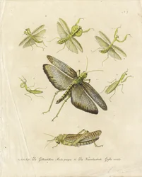 Bidsprinkhanen en sprinkhanen (print)