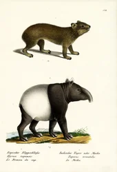 Klipdas, 1824