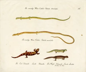 Salamanders en Skinks (print)