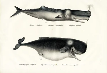 Potvissen, 1824