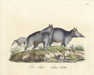 Tapir en Paca (print)
