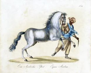 Het Arabische paard (print)