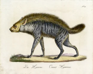 De hyena (print)