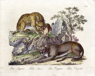 De Jaguar en de Poema (print)