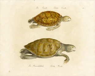 De onechte en groene zeeschildpad (print)