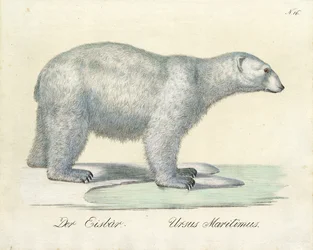 De ijsbeer (print)