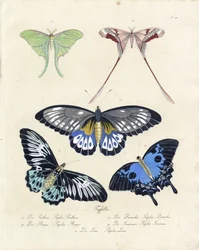 Tropische vlinders (print)