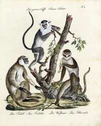 Tropische apensoorten (afdrukken)
