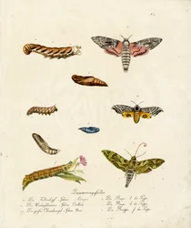 Diverse havikmotten (print)