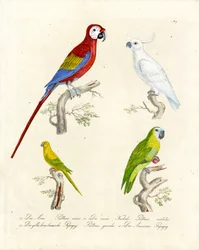 Diverse papegaaiensoorten (print)