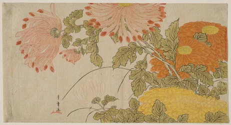 Chrysanten