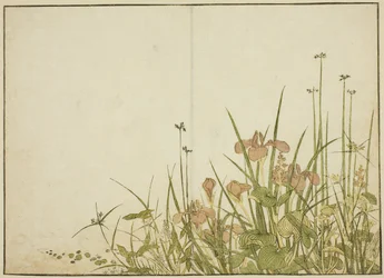 Zomerbloemen: Irissen en Waterweegbree, uit het boek 