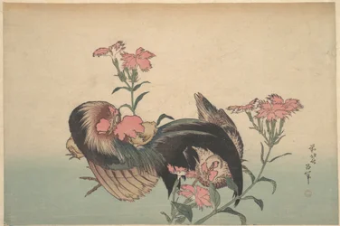 Haan, hen en nadeshiko (Dianthus superbus)