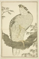 Havik, uit Het Prentenboek van Realistische Schilderijen van Hokusai (Hokusai shashin gafu)