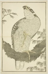 Havik, uit Het Prentenboek van Realistische Schilderijen van Hokusai (Hokusai shashin gafu)
