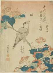 Japanse dikbek en wonder van Peru (Ikaru, oshiroi no hana), uit een ongetitelde serie bloemen en vogels