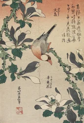 Java Mus en Magnolia, c. 1832