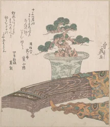 Pijnboom in pot en koto (Japanse harp)