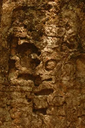 7319 Oxpemul; Maya; Oude Culturen; Maya; Mexico; Maya Biosfeerreservaat; Ivan Spr...