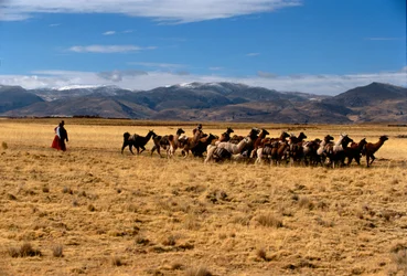 Llama zoutkaravaan, Rijken van de Zon; Bolivia; inheemse volkeren; Andes; Tiwanaku