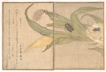 Avondcicade, Higurashi; spin, Kumo, uit het Prentenboek van kruipende wezens (Ehon mushi erami)