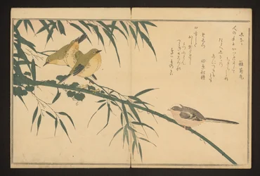 Staartmees en brilvogel