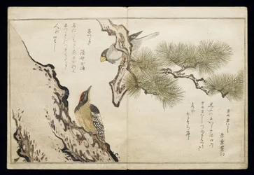 Hawfinch en een specht, uit een album 
